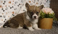 Junebug, a female Pembroke Welsh Corgi for sale in Hotchkiss, CO – Photo 2 of 3