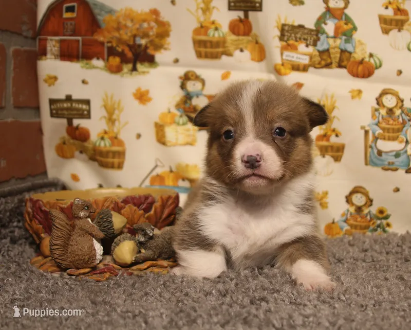 Sterling – Pembroke Welsh Corgi puppy for sale in Hotchkiss, CO