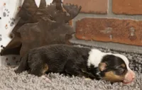 Elliot, a male Pembroke Welsh Corgi for sale in Hotchkiss, CO – 1 of 3