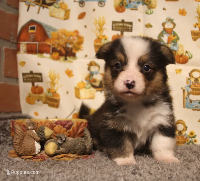 Elliot – Pembroke Welsh Corgi puppy for sale in Hotchkiss, CO
