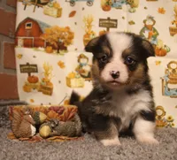 Elliot, a male Pembroke Welsh Corgi for sale in Hotchkiss, CO – 4 of 6