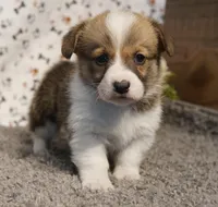 Grace, a female Pembroke Welsh Corgi for sale in Hotchkiss, CO – Photo 1 of 3