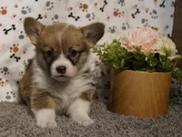 Junebug, a female Pembroke Welsh Corgi for sale in Hotchkiss, CO – Photo 1 of 3