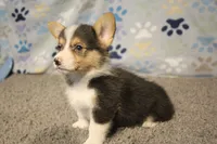 Cliff, a male Pembroke Welsh Corgi for sale in Hotchkiss, CO – 2 of 6