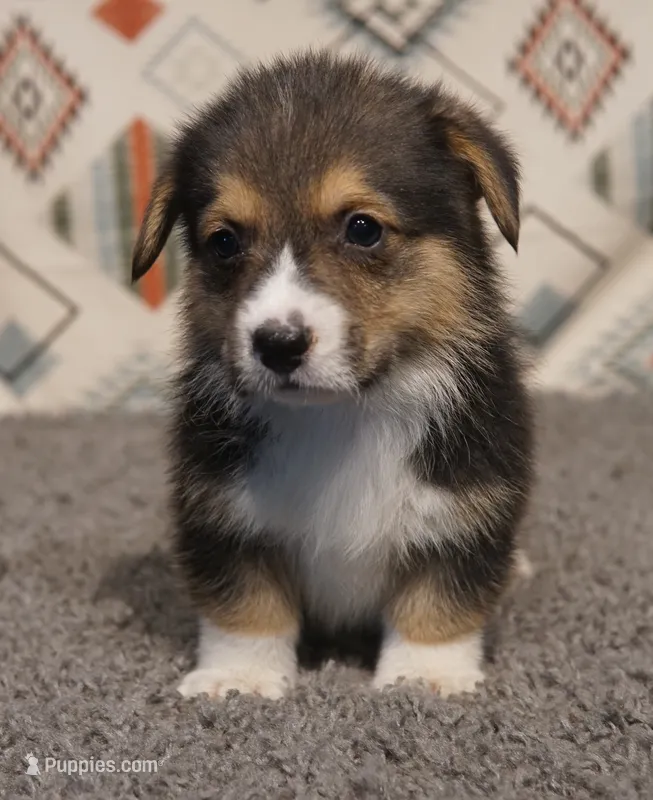 Frankie – Pembroke Welsh Corgi puppy for sale in Hotchkiss, CO