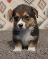 Frankie, a male Pembroke Welsh Corgi for sale in Hotchkiss, CO – 1 of 3