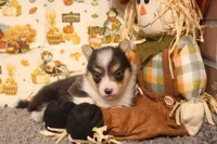 Hank, a male Pembroke Welsh Corgi for sale in Hotchkiss, CO – 6 of 6