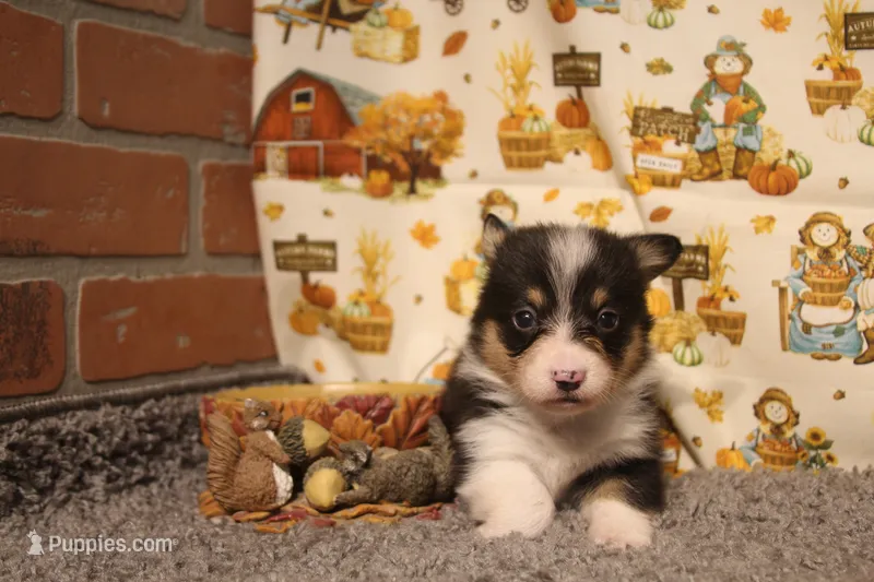 Avery – Pembroke Welsh Corgi puppy for sale in Hotchkiss, CO