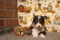 Avery, a female Pembroke Welsh Corgi for sale in Hotchkiss, CO – 5 of 6