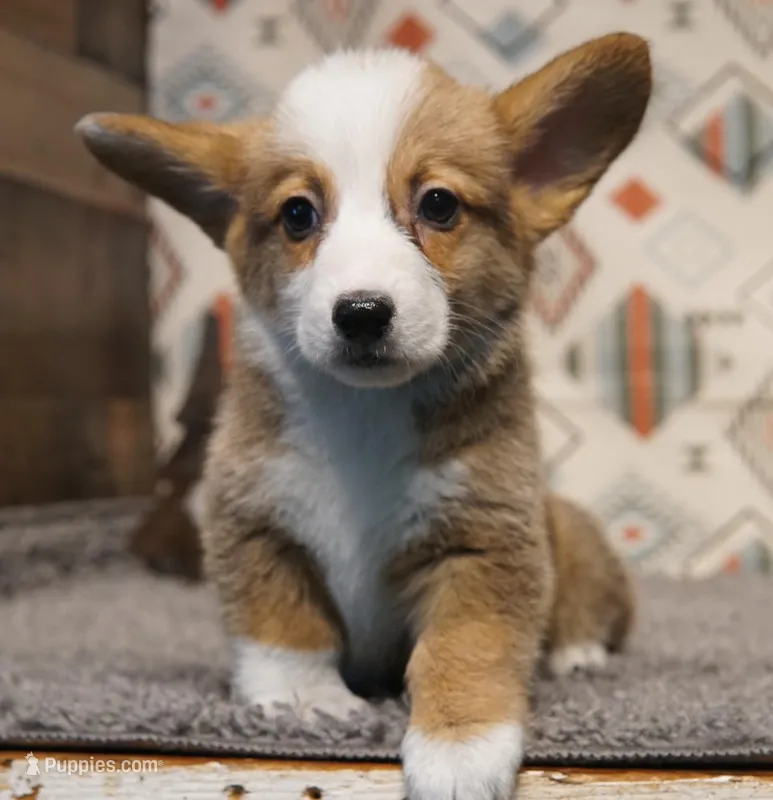 Thunder – Pembroke Welsh Corgi puppy for sale in Hotchkiss, CO