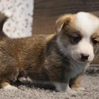 Thunder, a male Pembroke Welsh Corgi for sale in Hotchkiss, CO – Photo 2 of 3