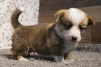 Thunder, a male Pembroke Welsh Corgi for sale in Hotchkiss, CO – Photo 2 of 3