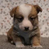 Thunder, a male Pembroke Welsh Corgi for sale in Hotchkiss, CO – Photo 1 of 3