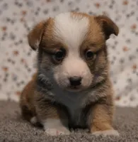 Thunder, a male Pembroke Welsh Corgi for sale in Hotchkiss, CO – Photo 1 of 3