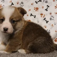 Thunder, a male Pembroke Welsh Corgi for sale in Hotchkiss, CO – Photo 3 of 3