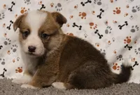 Thunder, a male Pembroke Welsh Corgi for sale in Hotchkiss, CO – Photo 3 of 3