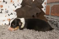 Avery, a female Pembroke Welsh Corgi for sale in Hotchkiss, CO – 3 of 3