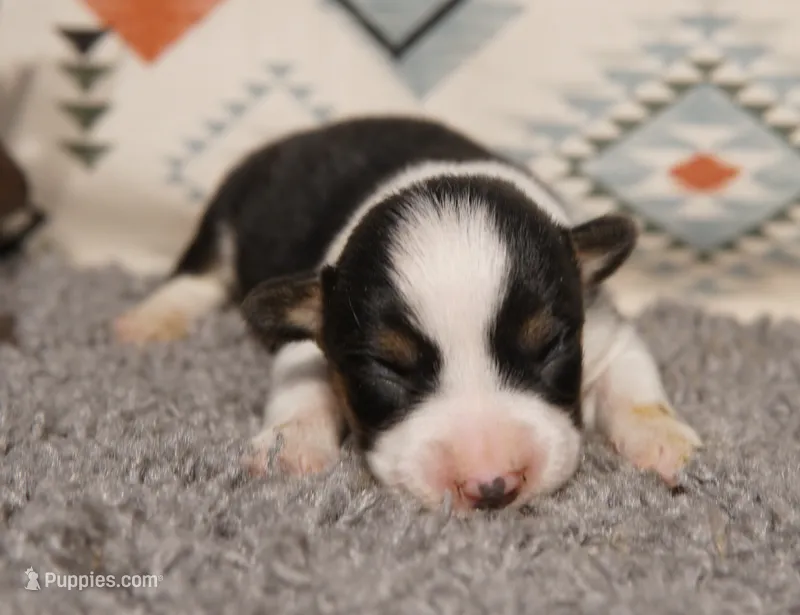 Ella – Pembroke Welsh Corgi puppy for sale in Hotchkiss, CO