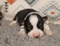Ella, a female Pembroke Welsh Corgi for sale in Hotchkiss, CO – 1 of 3