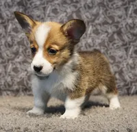 Finn Hold, a male Pembroke Welsh Corgi for sale in Hotchkiss, CO – 1 of 3