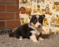 Avery, a female Pembroke Welsh Corgi for sale in Hotchkiss, CO – 4 of 6