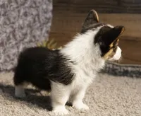 Ella, a female Pembroke Welsh Corgi for sale in Hotchkiss, CO – 2 of 3