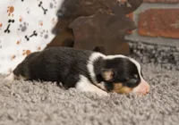 Avery, a female Pembroke Welsh Corgi for sale in Hotchkiss, CO – 2 of 3