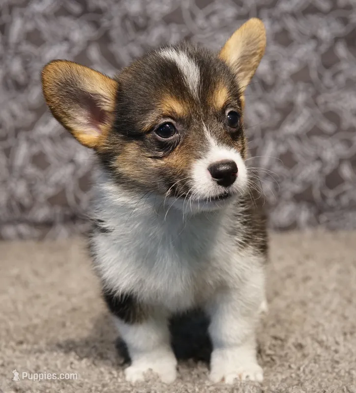 Maple – Pembroke Welsh Corgi puppy for sale in Hotchkiss, CO