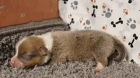 Sterling, a male Pembroke Welsh Corgi for sale in Hotchkiss, CO – 2 of 3