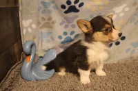Hank, a male Pembroke Welsh Corgi for sale in Hotchkiss, CO – 3 of 6