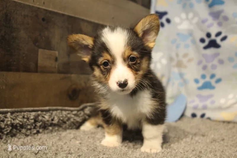 Elliot – Pembroke Welsh Corgi puppy for sale in Hotchkiss, CO