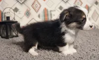 Roofus, a male Pembroke Welsh Corgi for sale in Hotchkiss, CO – 2 of 3