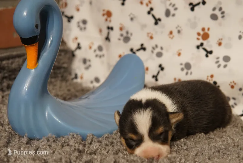Hank – Pembroke Welsh Corgi puppy for sale in Hotchkiss, CO