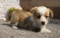 Pearl, a female Pembroke Welsh Corgi for sale in Hotchkiss, CO – Photo 2 of 3