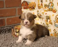 Sterling, a male Pembroke Welsh Corgi for sale in Hotchkiss, CO – 5 of 9