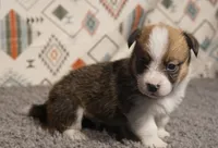 Finn Hold, a male Pembroke Welsh Corgi for sale in Hotchkiss, CO – 3 of 3
