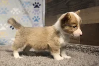Dani, a female Pembroke Welsh Corgi for sale in Hotchkiss, CO – 3 of 9