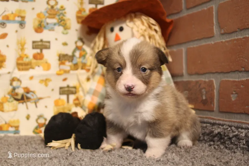 Dani – Pembroke Welsh Corgi puppy for sale in Hotchkiss, CO