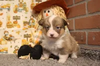 Dani, a female Pembroke Welsh Corgi for sale in Hotchkiss, CO – 4 of 9