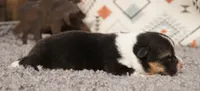 Maple, a female Pembroke Welsh Corgi for sale in Hotchkiss, CO – 2 of 3