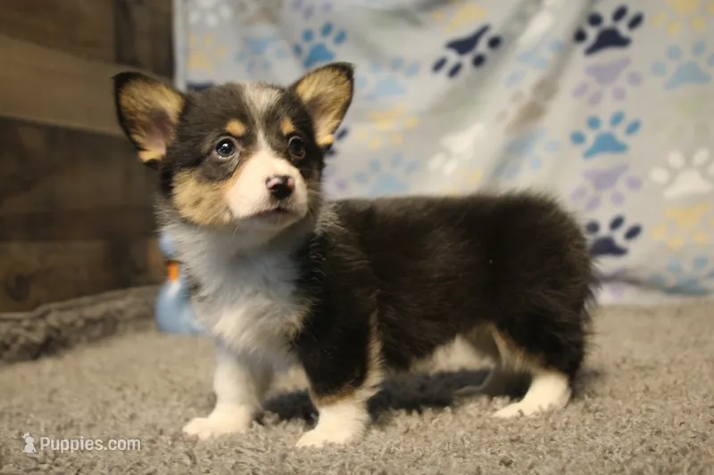 Avery – Pembroke Welsh Corgi puppy for sale in Hotchkiss, CO