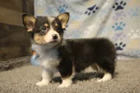 Avery, a female Pembroke Welsh Corgi for sale in Hotchkiss, CO – 1 of 6