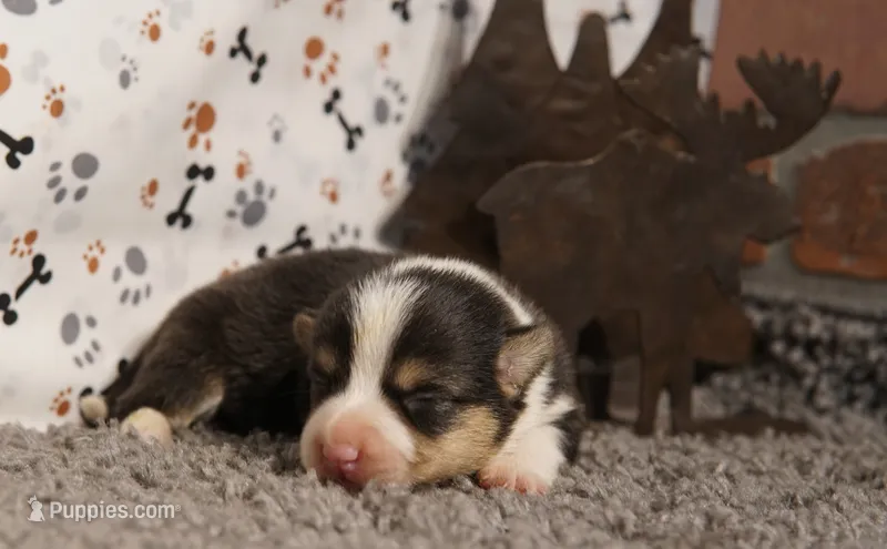 Cliff – Pembroke Welsh Corgi puppy for sale in Hotchkiss, CO