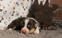 Cliff, a male Pembroke Welsh Corgi for sale in Hotchkiss, CO – 1 of 3