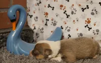 Dani, a female Pembroke Welsh Corgi for sale in Hotchkiss, CO – 2 of 3