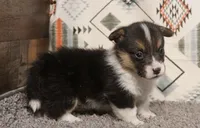 Maple, a female Pembroke Welsh Corgi for sale in Hotchkiss, CO – 2 of 3