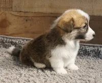 Teddy, a male Pembroke Welsh Corgi for sale in Hotchkiss, CO – 2 of 3