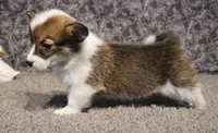 Mocha with tail, a female Pembroke Welsh Corgi for sale in Hotchkiss, CO – 3 of 3