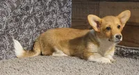 Renae, a female Pembroke Welsh Corgi for sale in Hotchkiss, CO – 3 of 6
