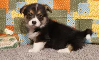 Tommy with Tail, a male Pembroke Welsh Corgi for sale in Hotchkiss, CO – 3 of 3